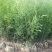 侧柏，侧柏苗，柏树苗40---1.5米营养杯侧柏。自家苗