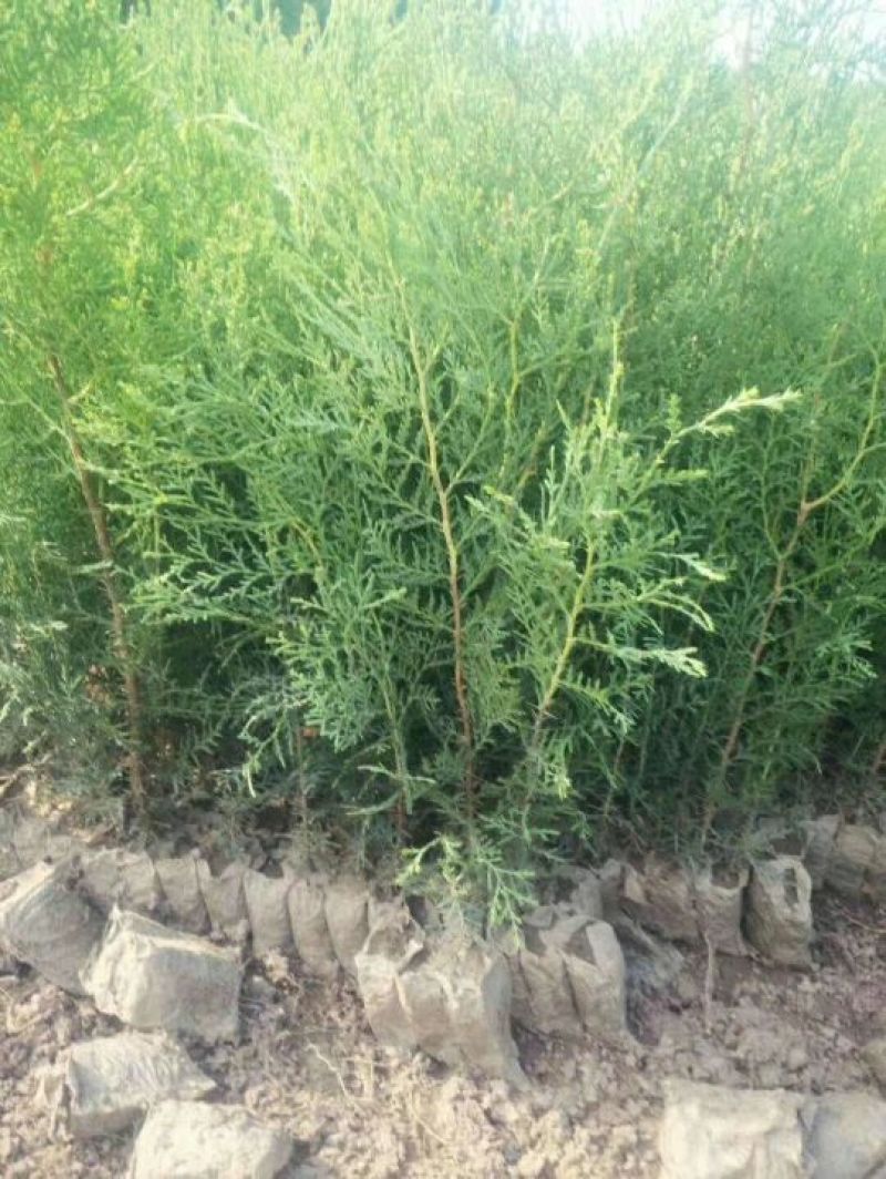 侧柏，侧柏苗，柏树苗40---1.5米营养杯侧柏。自家苗
