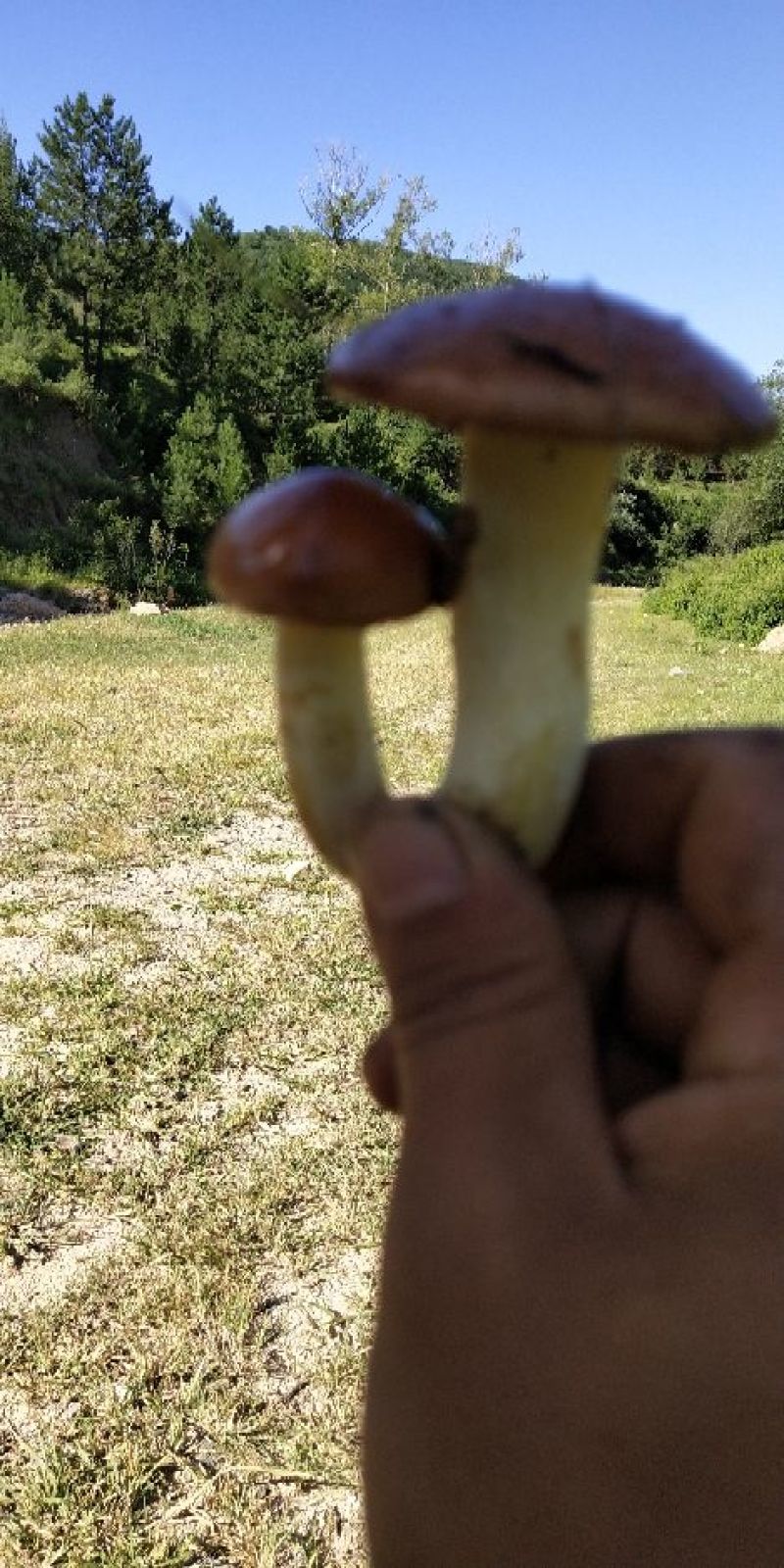 松蘑