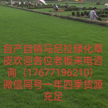 绿化草皮