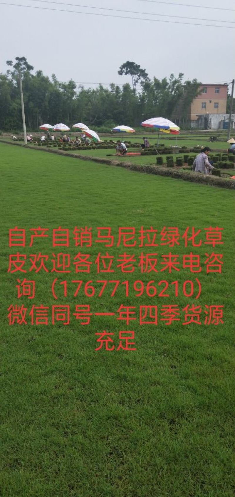 绿化草皮