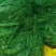 绿油豆