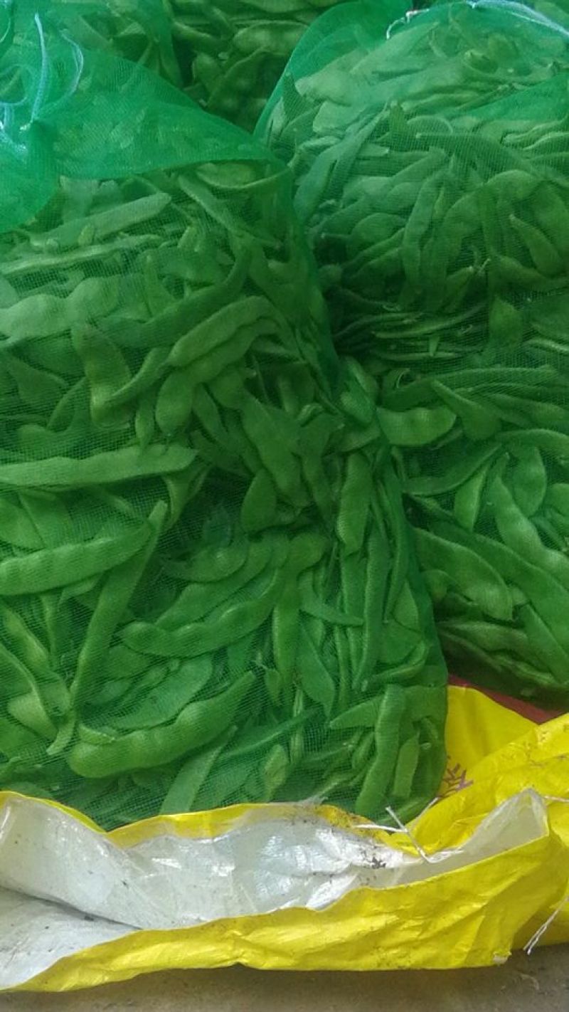 绿油豆