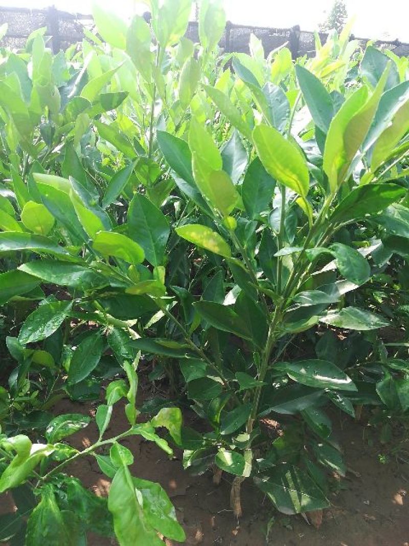 柚子树苗红肉柚子苗白肉蜜柚树苗，嫁接苗品种纯正