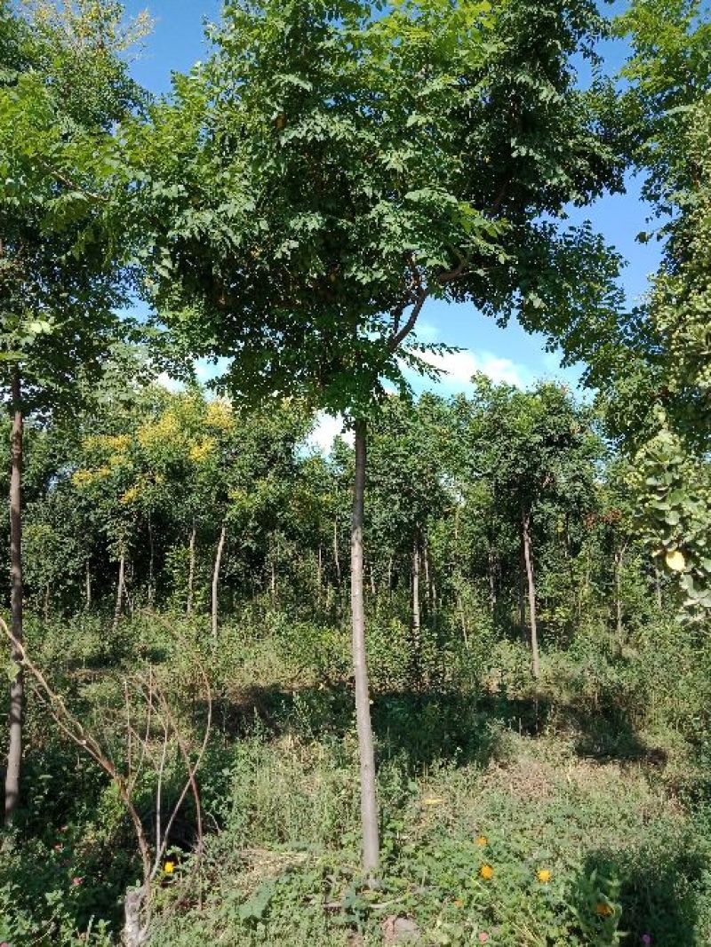 北栾，栾树