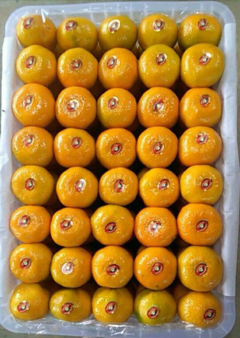 柑橘【优质高山蜜桔】采摘新鲜果，产地直发，量大从优