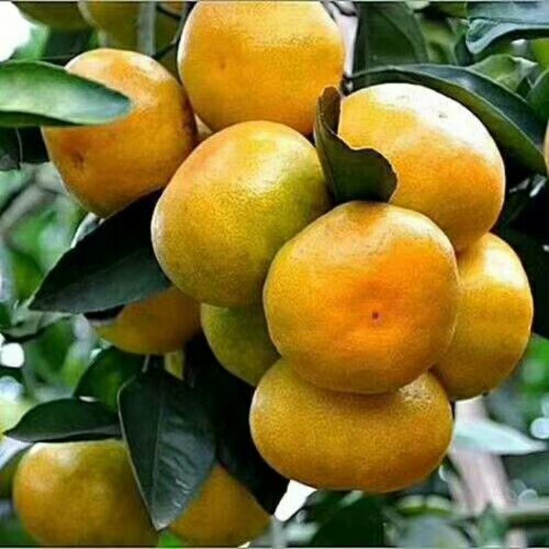 柑橘【优质高山蜜桔】采摘新鲜果，产地直发，量大从优
