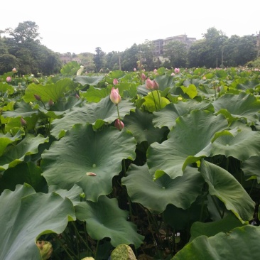 莲子规模种植手工莲子