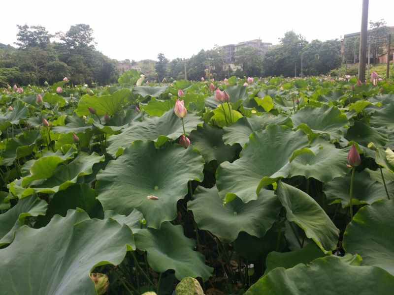 莲子规模种植手工莲子