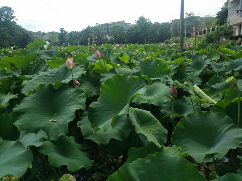 莲子规模种植手工莲子