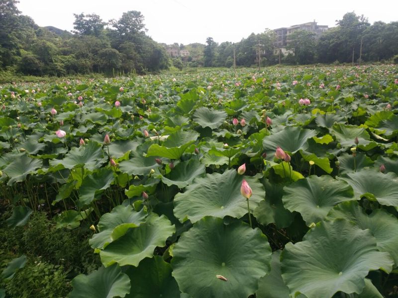 莲子规模种植手工莲子