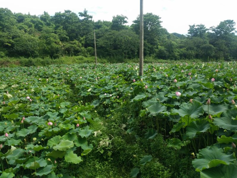 莲子规模种植手工莲子