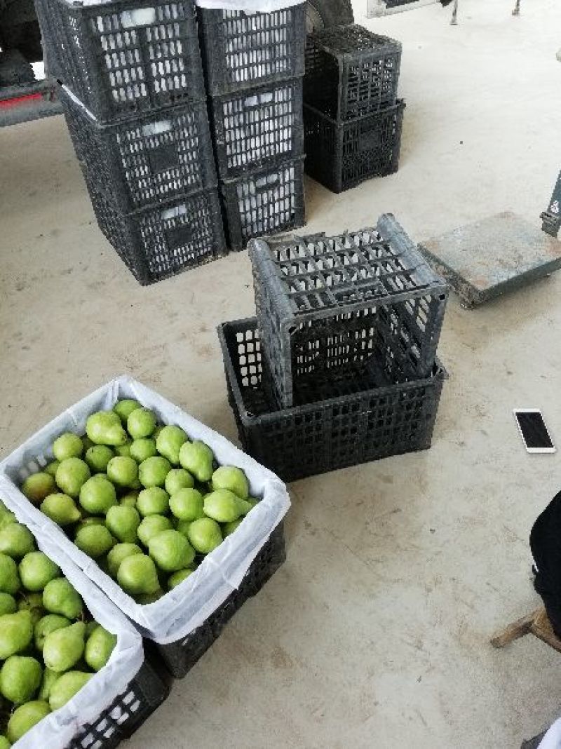 礼泉大头梨，香蕉梨，老婆梨
