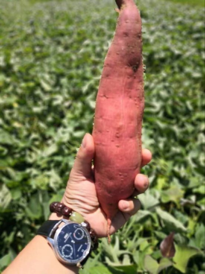 六鳌红心红薯3两以下小红薯红心