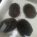 优惠变异金银龟母，白脚，白劲，健康全品4只，