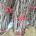 枣树苗50~80cm嫁接一年苗冬枣脆甜无渣