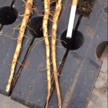 油牡丹苗10~20cm牡丹籽等。牡丹产品。