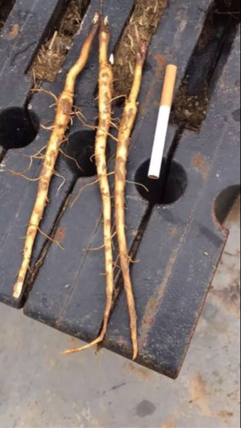 油牡丹苗10~20cm牡丹籽等。牡丹产品。