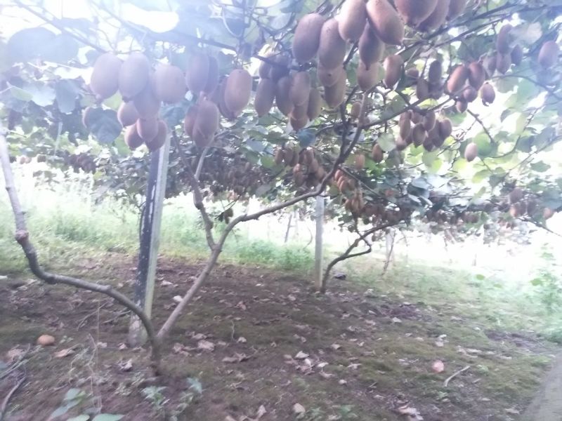 松柏镇猕猴桃
