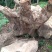 楠木树头料，花纹特别好