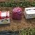 山东精品红薯济薯26万亩种植基地现挖现发品相好价格实惠