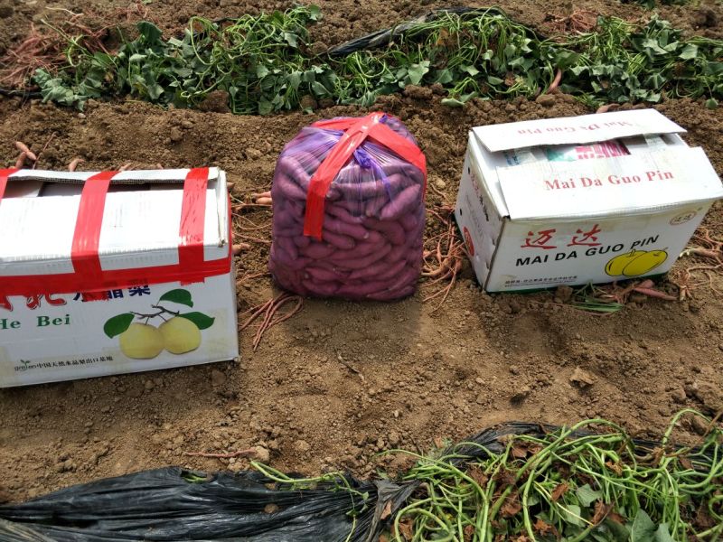 山东精品红薯济薯26万亩种植基地现挖现发品相好价格实惠
