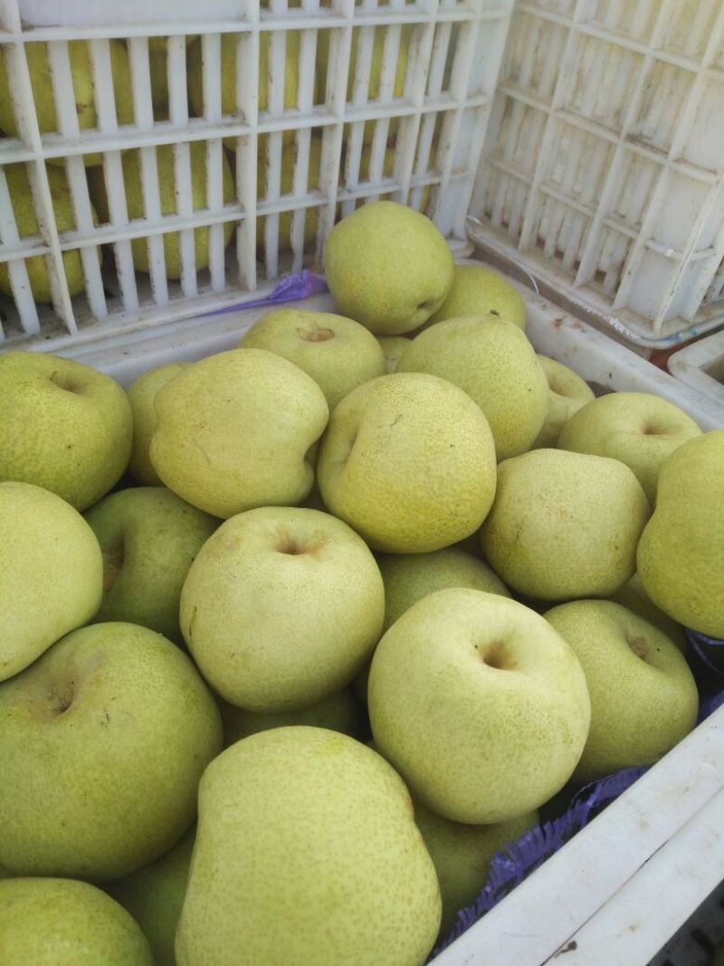 砀山酥梨口感脆甜汁多核小，保证质量需要联系，代发全国各地