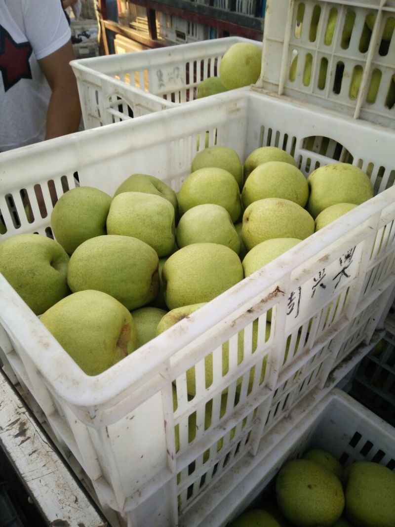 砀山酥梨口感脆甜汁多核小，保证质量需要联系，代发全国各地