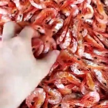 干虾东山特产对虾小只
