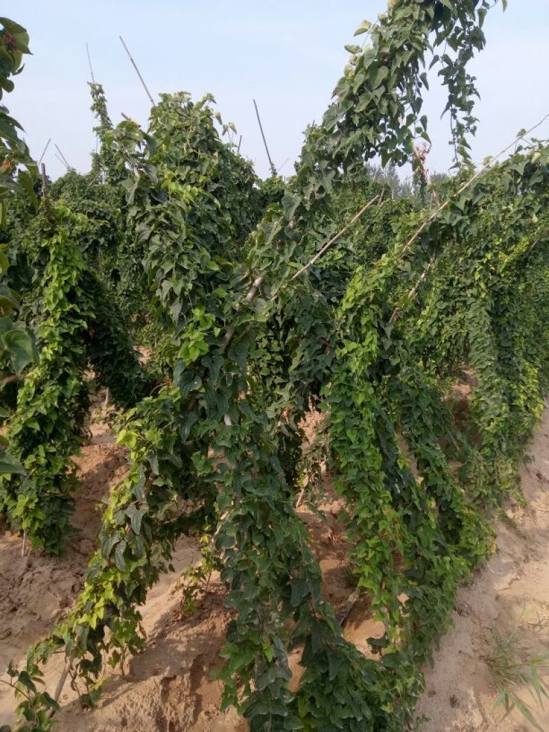 大荔沙苑铁棍山药（已上市）
