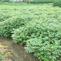 香椿，春芽是很好的菜，木材做地板，长势好，成活率高，