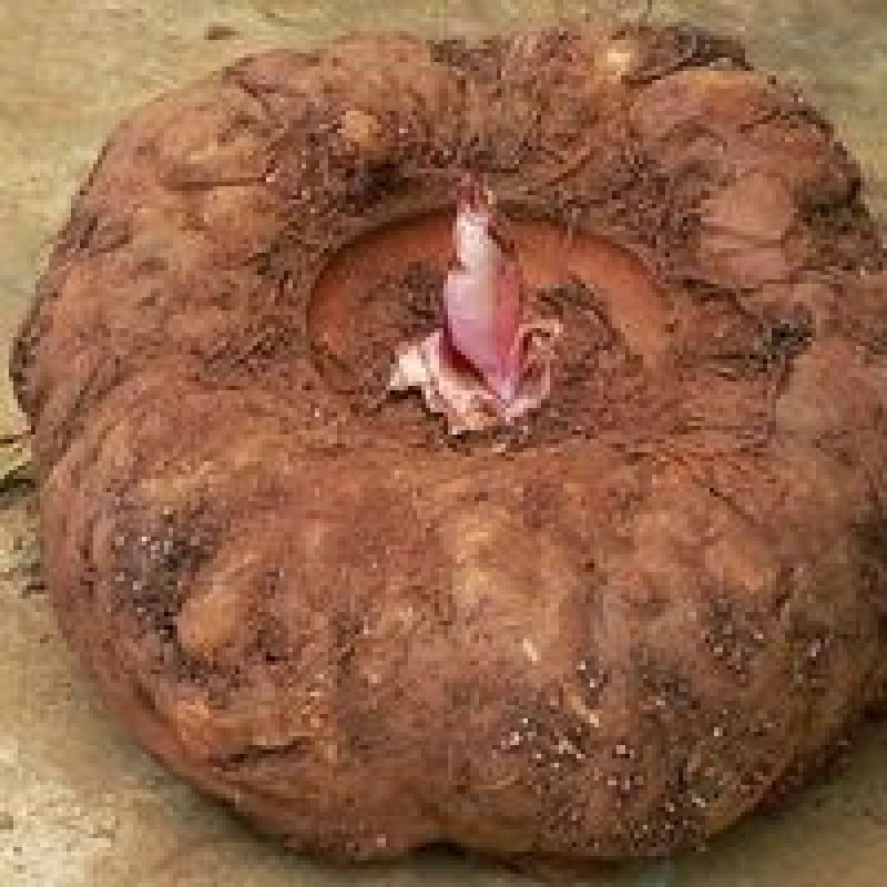 魔芋