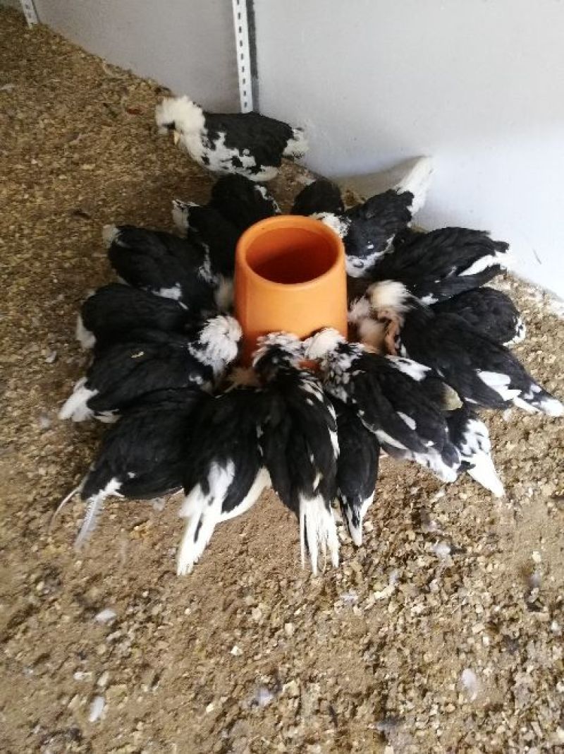 脱温贵妃鸡苗
