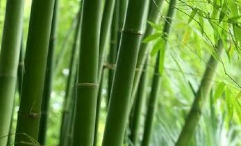 我有大量的新鲜竹子需要出售