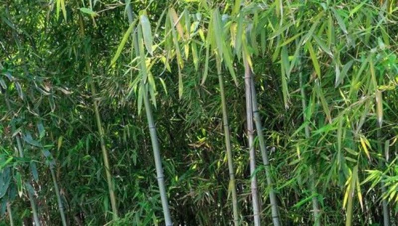 我有大量的新鲜竹子需要出售
