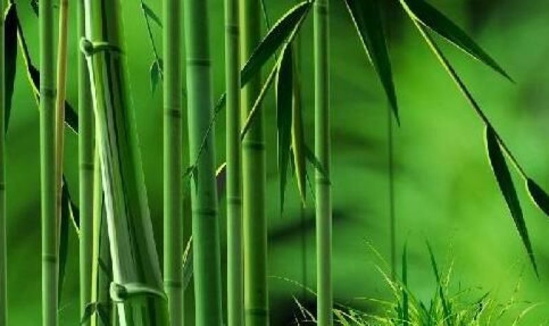 我有大量的新鲜竹子需要出售
