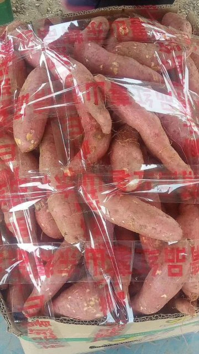 山东精品红薯济薯26万亩种植基地现挖现发品相好价格实惠