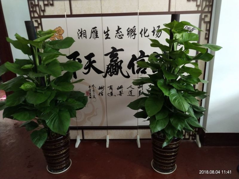 七彩鸡苗彩凤鸡苗鸡苗适合放养圈养都可以要围