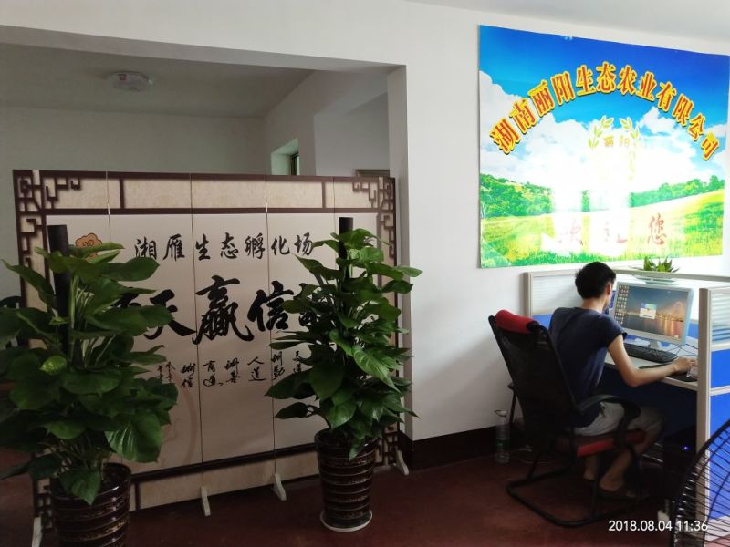 鸡苗黑乌鸡苗五黑鸡苗五黑一绿鸡苗黑乌绿壳蛋鸡