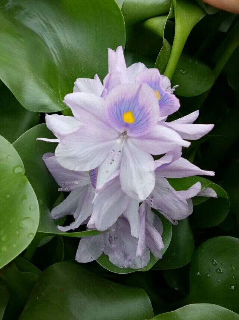 特级水葫芦，凤眼莲，凤眼蓝，水仙花，叶大叶肥叶厚