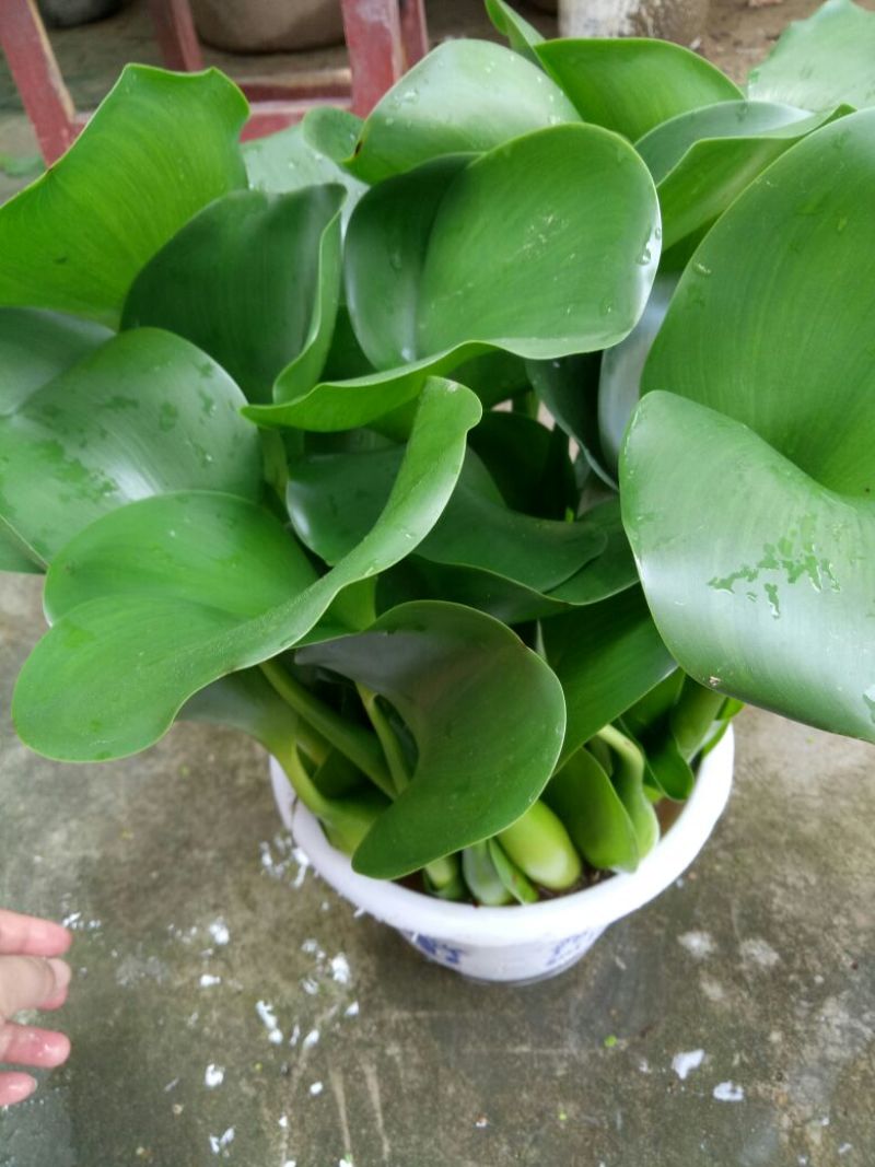 特级水葫芦，凤眼莲，凤眼蓝，水仙花，叶大叶肥叶厚