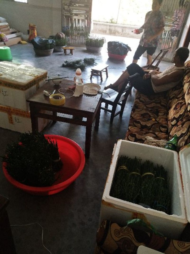 柑橘枝条伦晚枝条品种优质