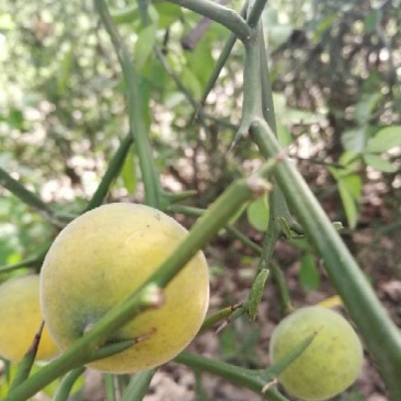 常年大量供应枳橙。香橙