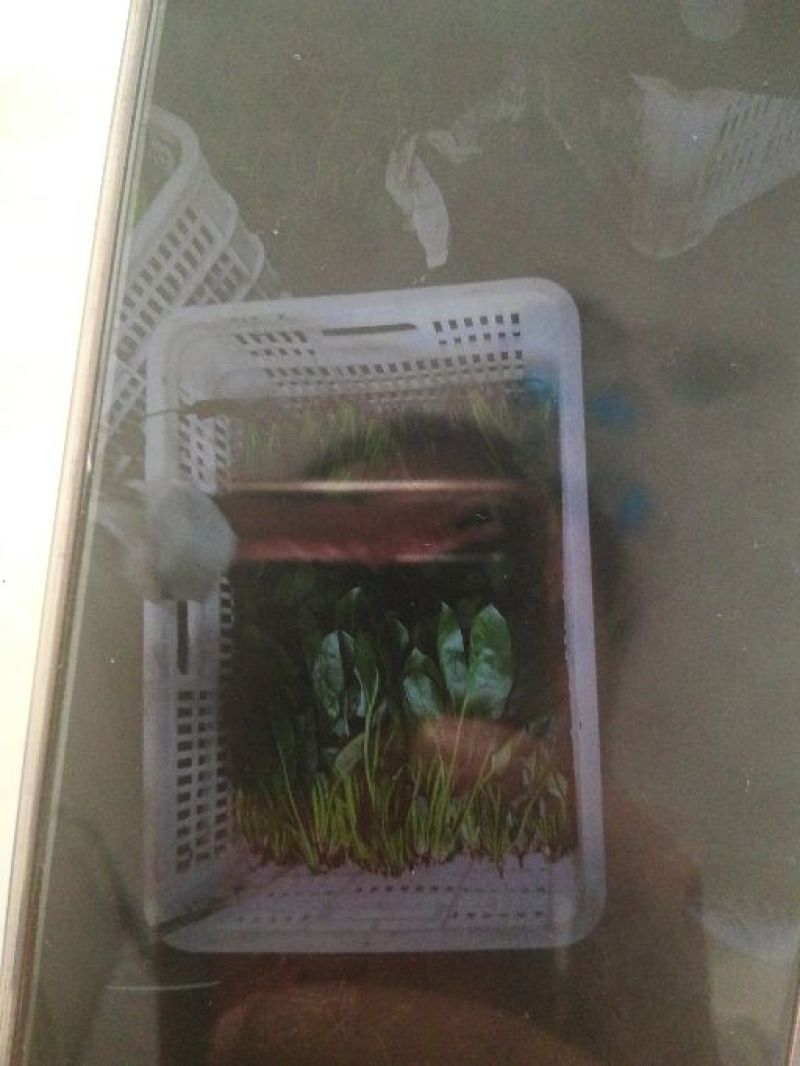 菠菜各种规格