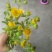 旋复花