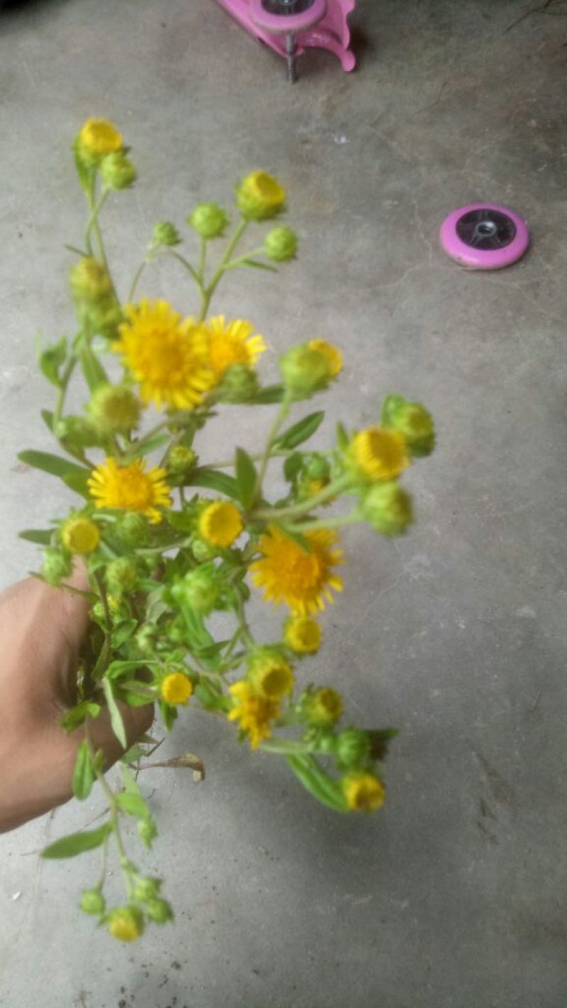 旋复花