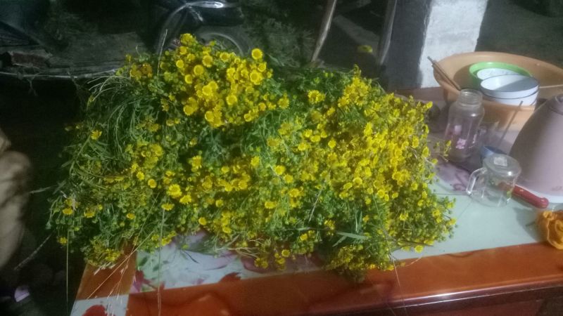 旋复花