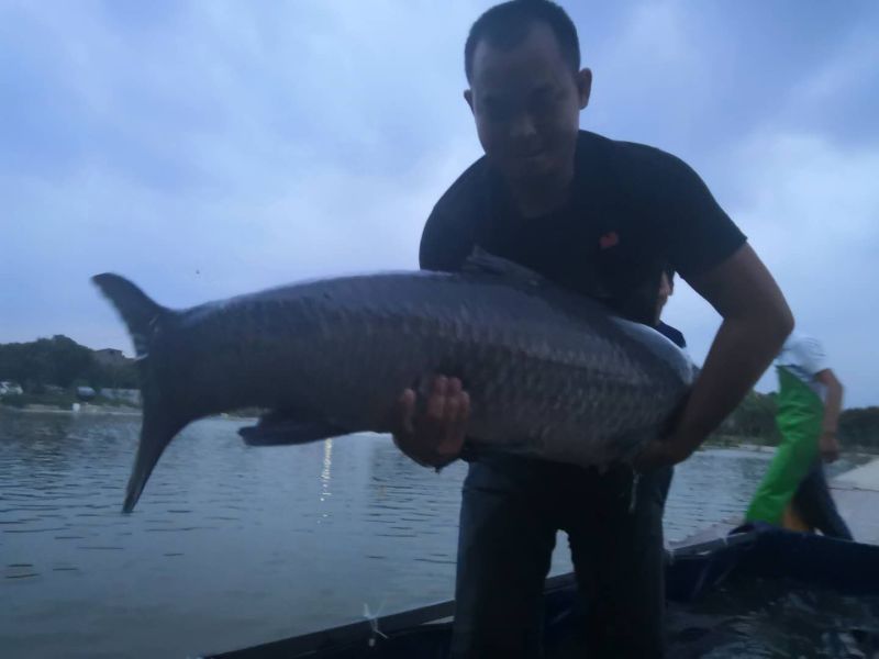 黑鲩