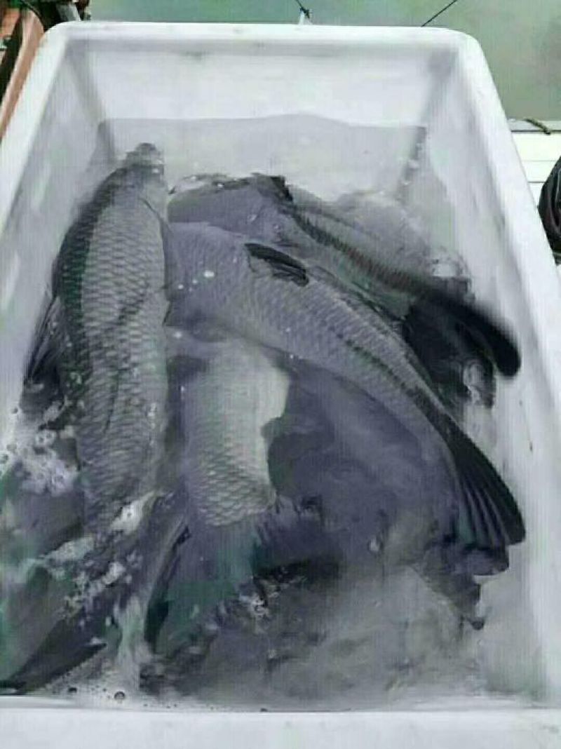 黑鲩