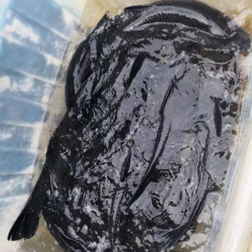 黑鲩